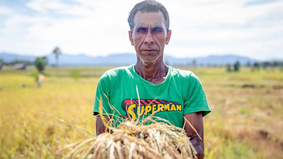 Bento Pereira in his family-owned paddy field harvesting rice. 